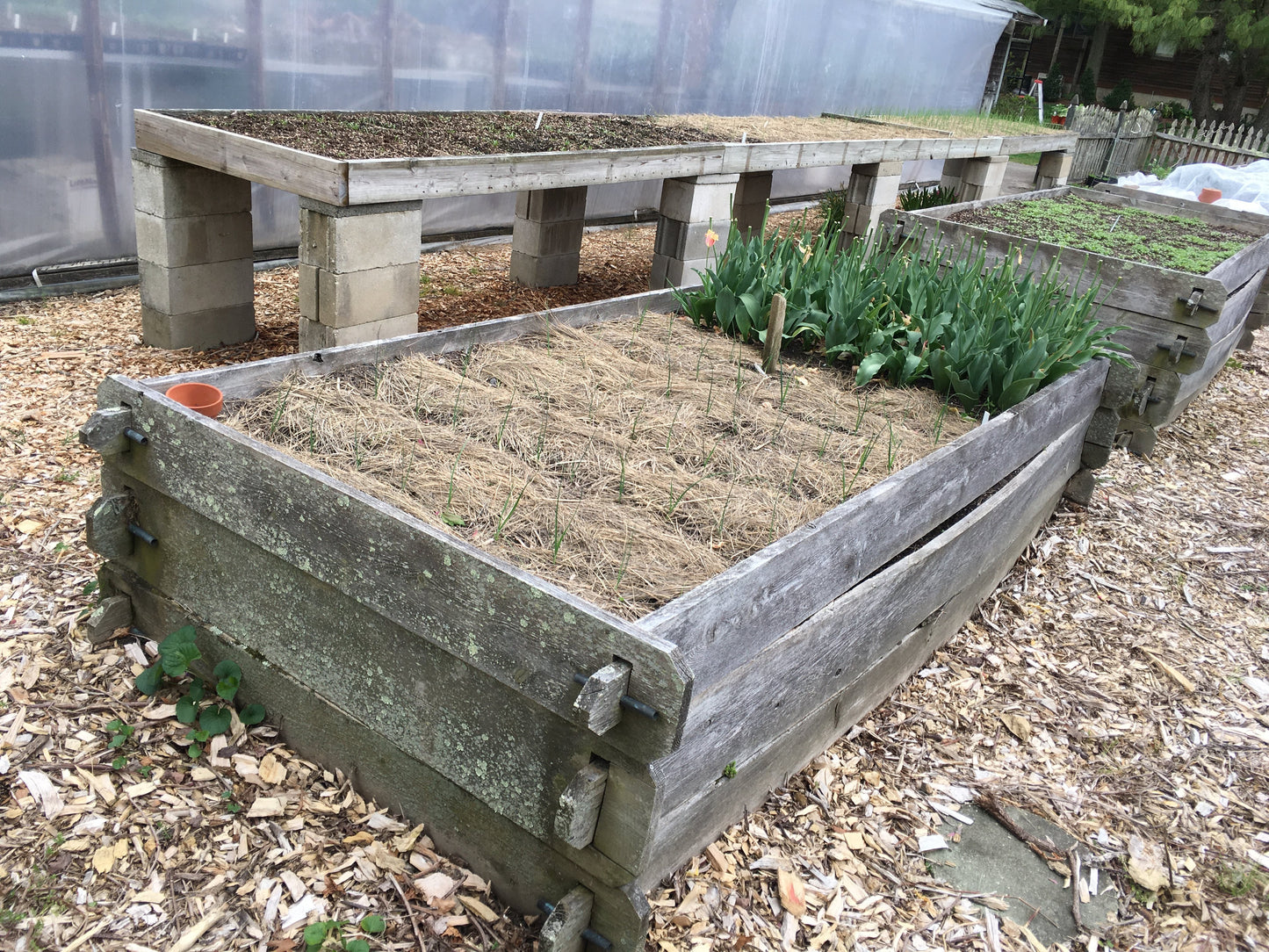 Salt Hay Mulch - Small Box (12"x12"x12")