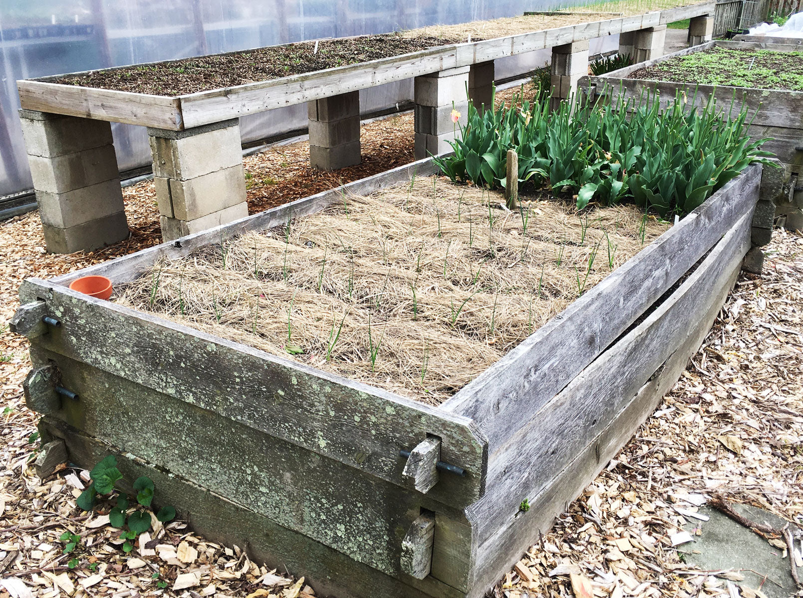 Salt Hay Garden Mulch Alternative