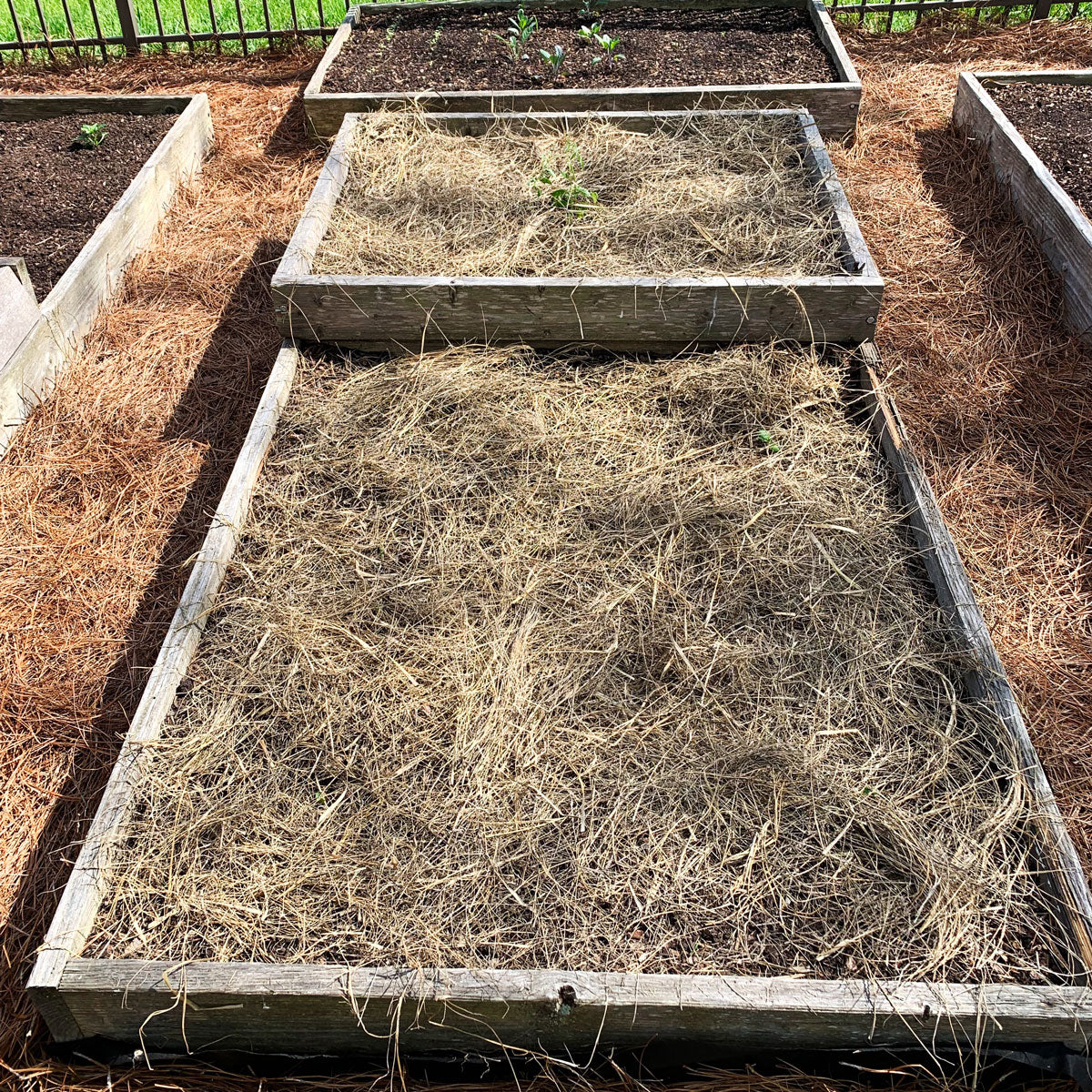 Salt Hay Mulch Garden Bed