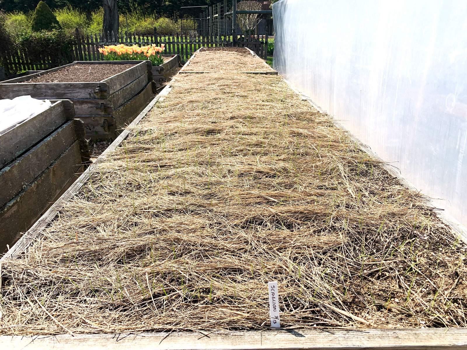 Salt Hay Mulch for Vegetable Garden