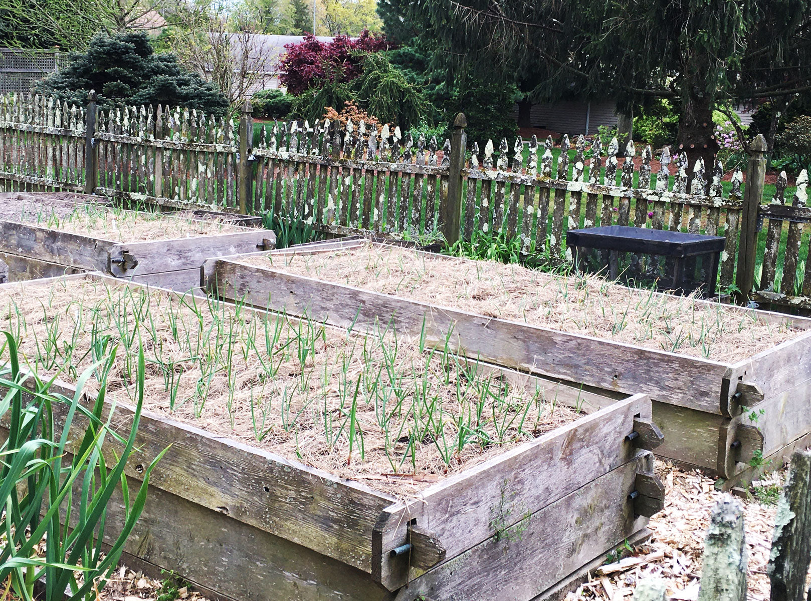 Salt Hay Vegetable Garden Mulch Alternative