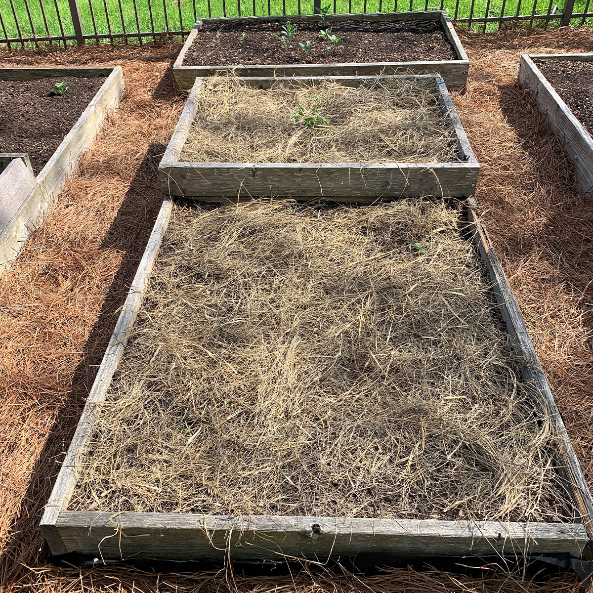 Salt Hay Mulch - Small Box (12"x12"x12")
