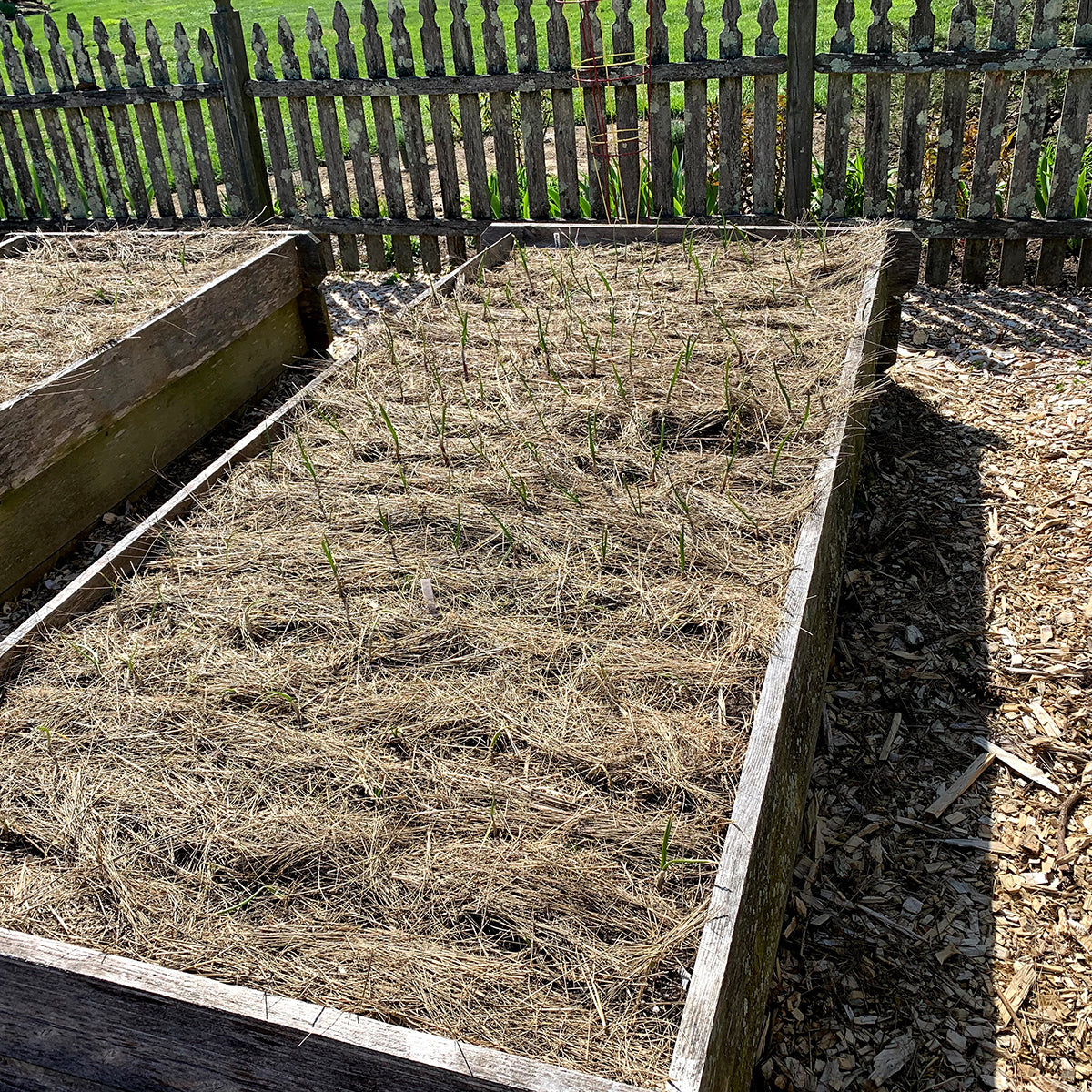 Salt Hay Mulch - Small Box (12"x12"x12")