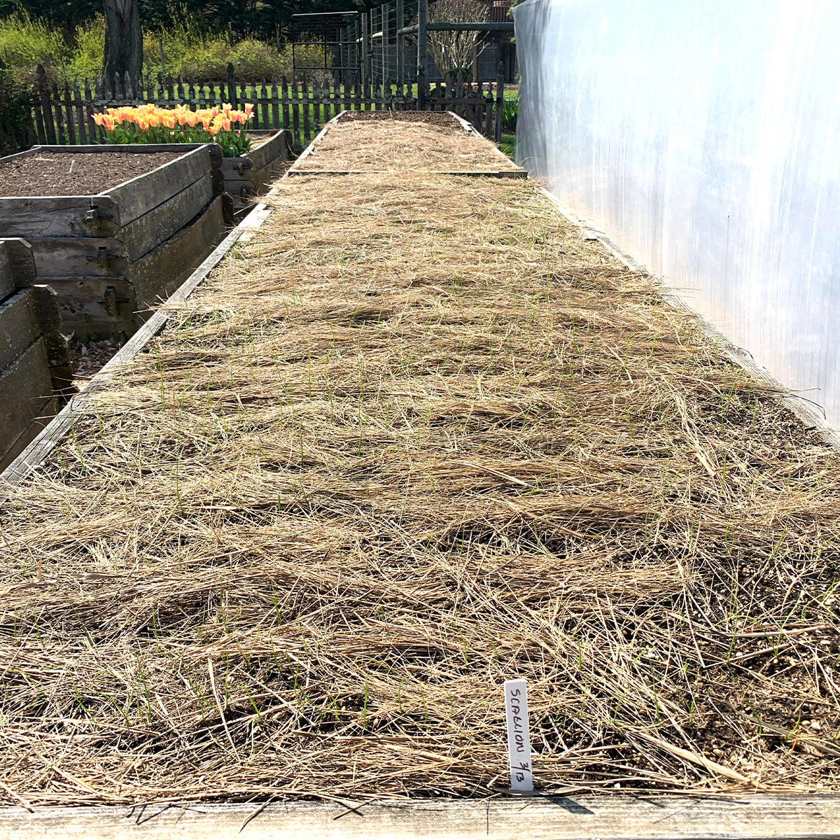 Salt Hay Mulch - Small Box (12"x12"x12")
