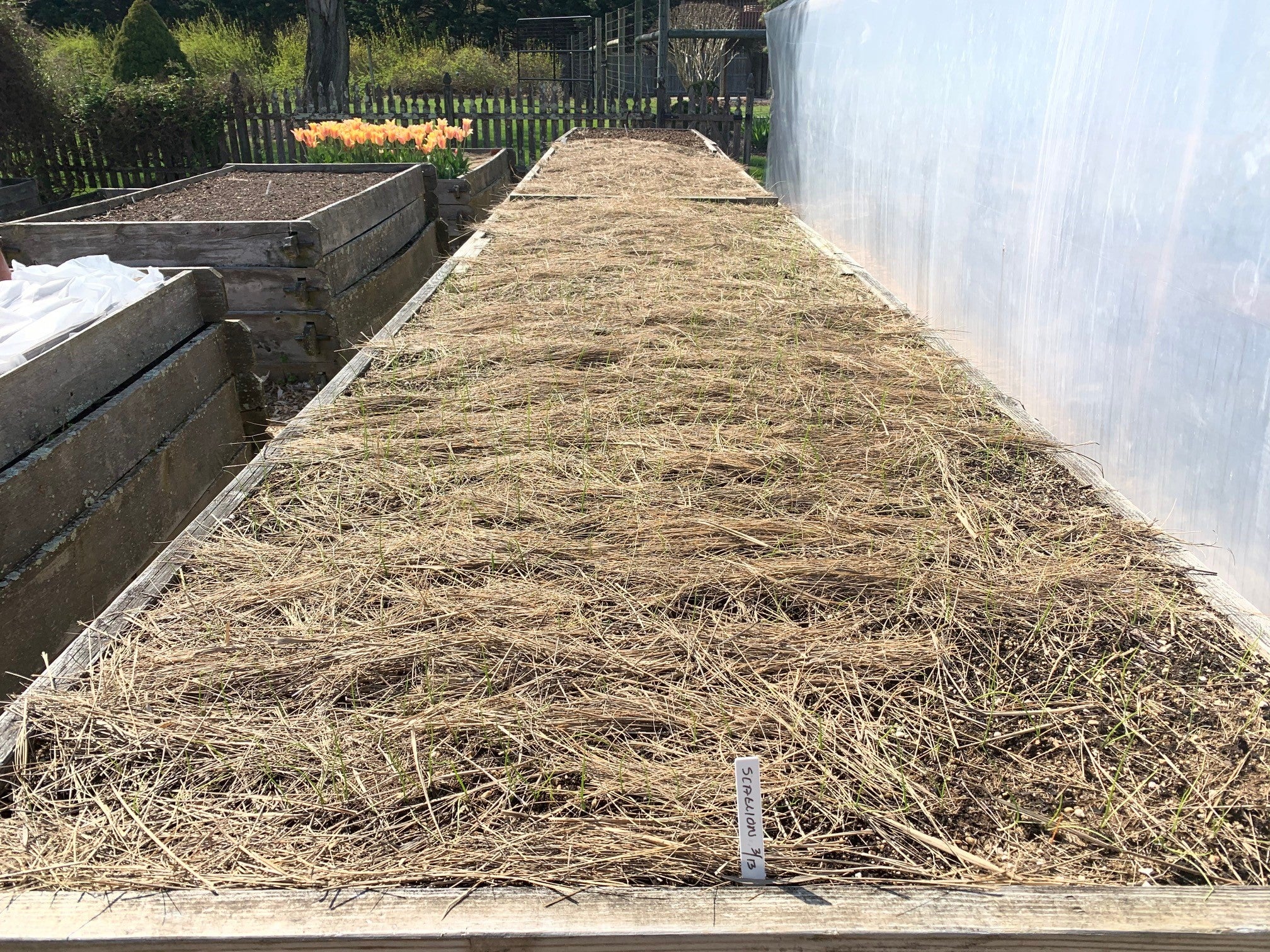 Salt Hay Mulch for Vegetable Garden