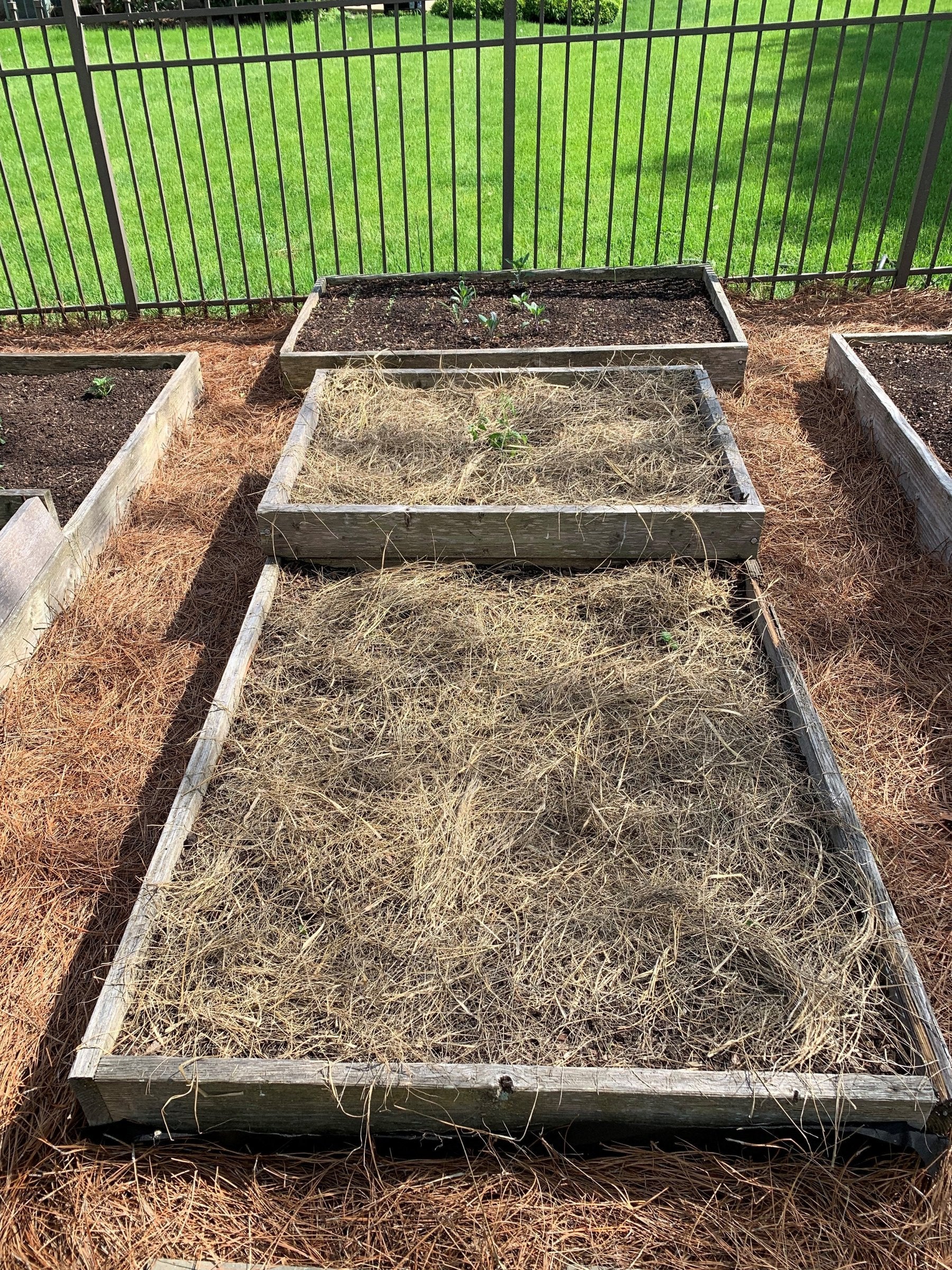 Salt Hay and Pine Straw Mulch in Garden