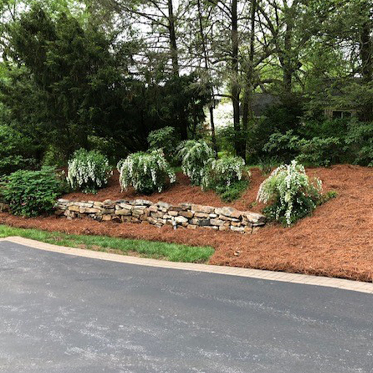 Pine Straw as Mulch