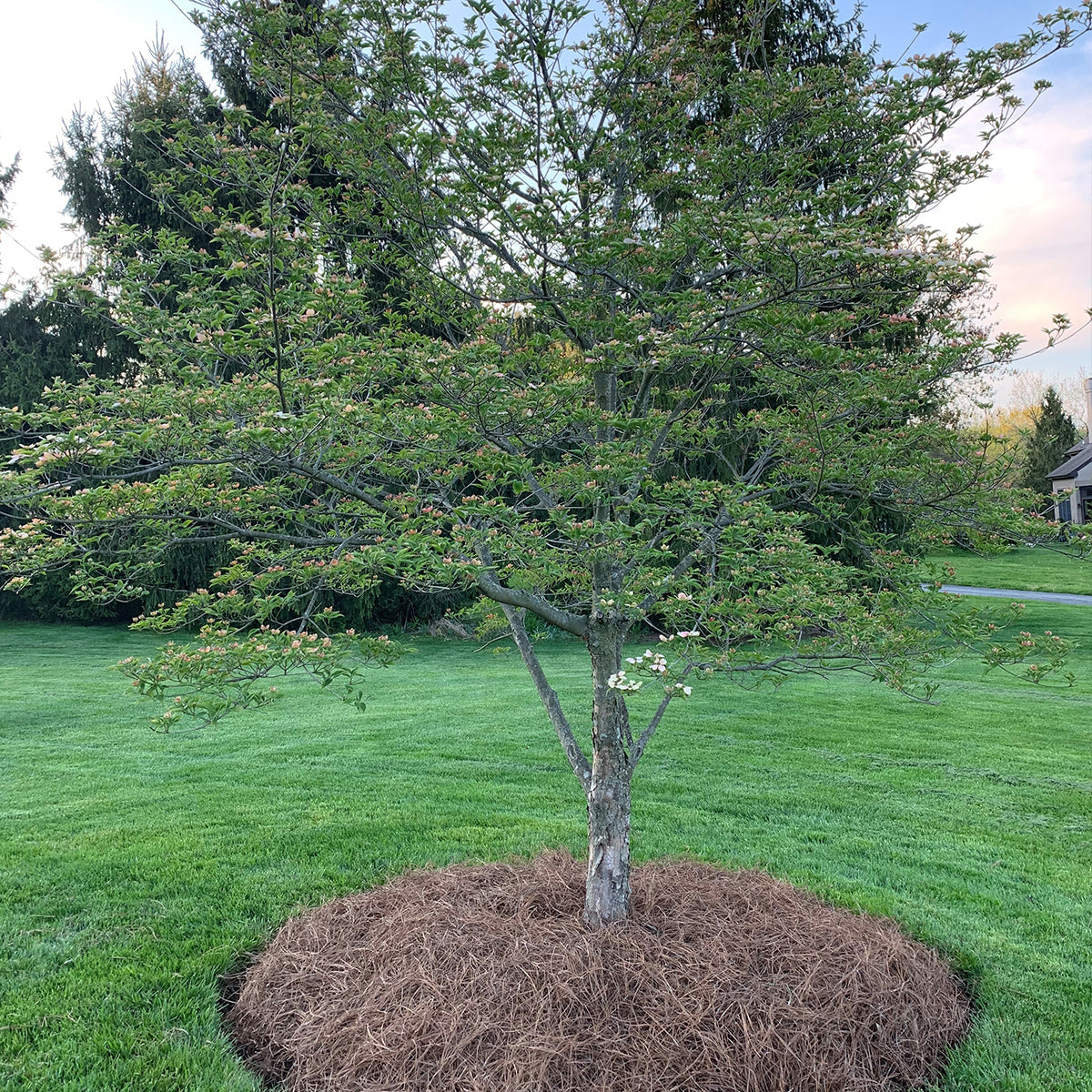 Longleaf Pine Straw Mulch - Bale Box (26"x14"x14")