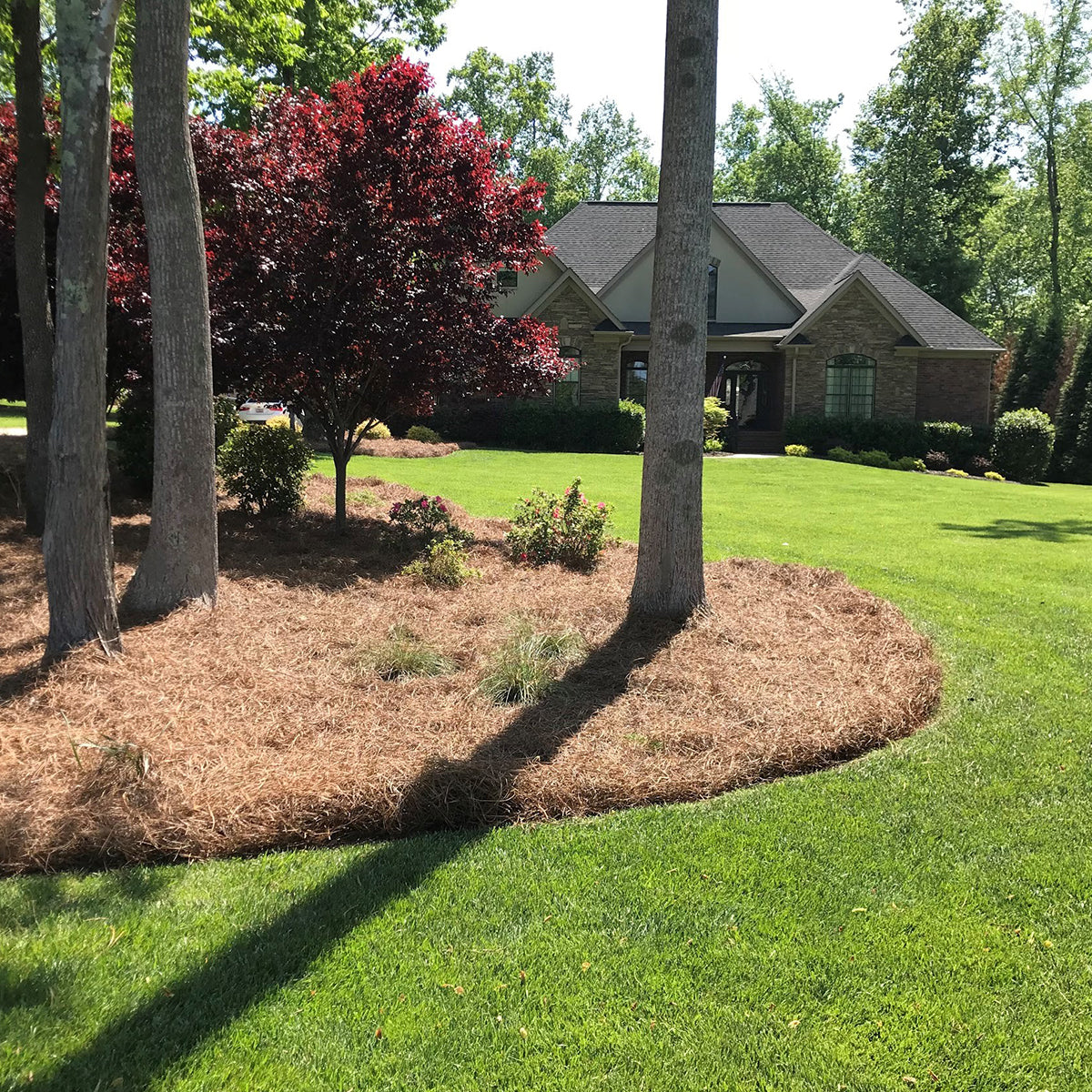 Longleaf Pine Straw Mulch - Bale Box (26"x14"x14")