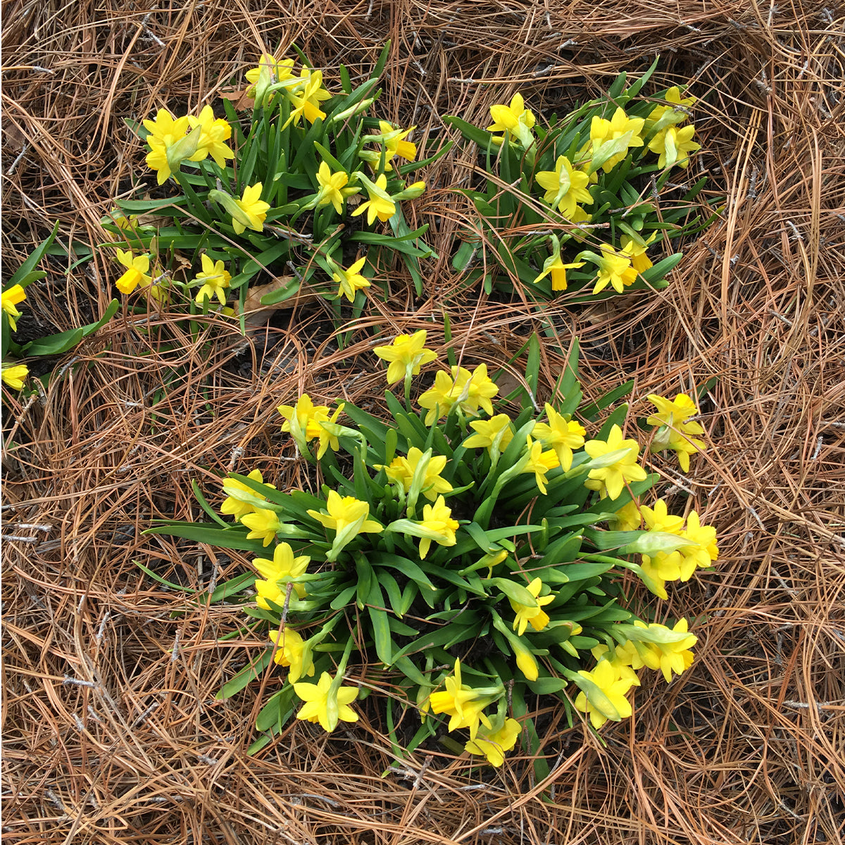 Longleaf Pine Straw Mulch - Bale Box (26"x14"x14")