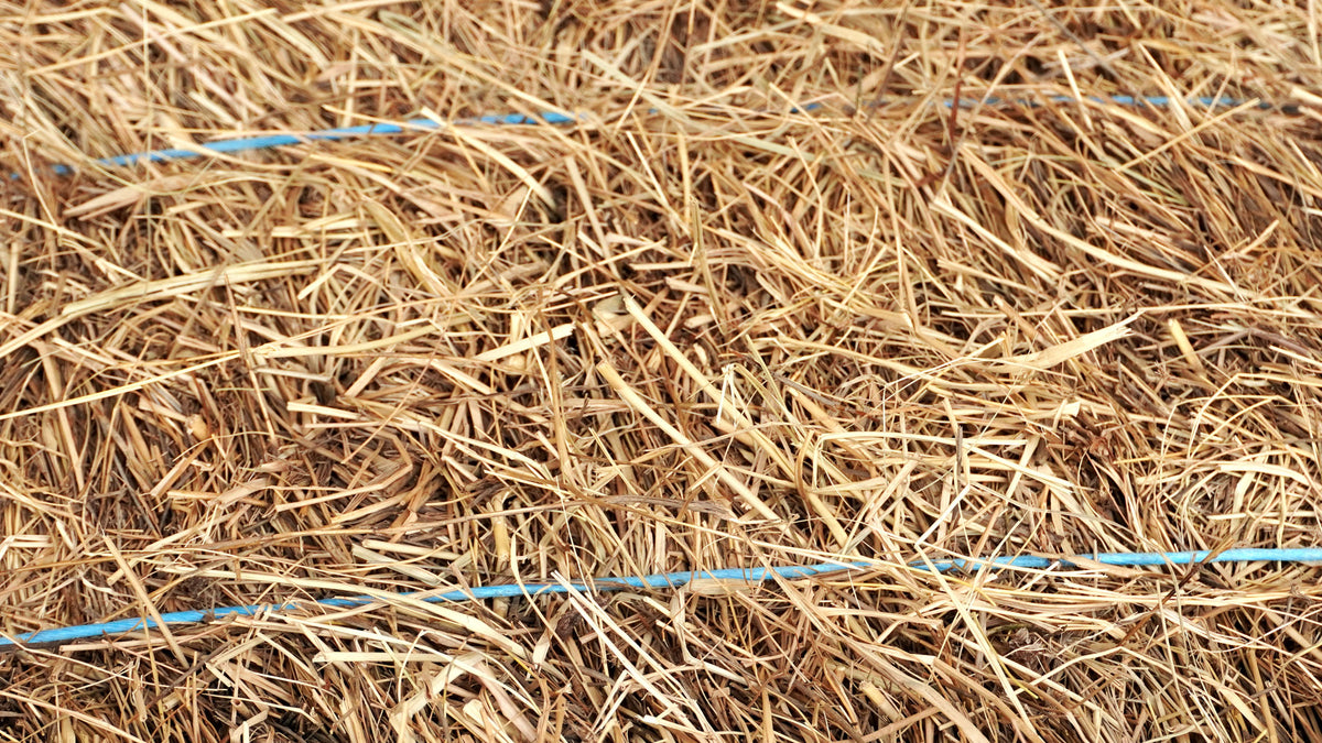 Salt Hay Mulch (Organic Mulch, No Weeds, Resists Rotting) – SaltHay.com