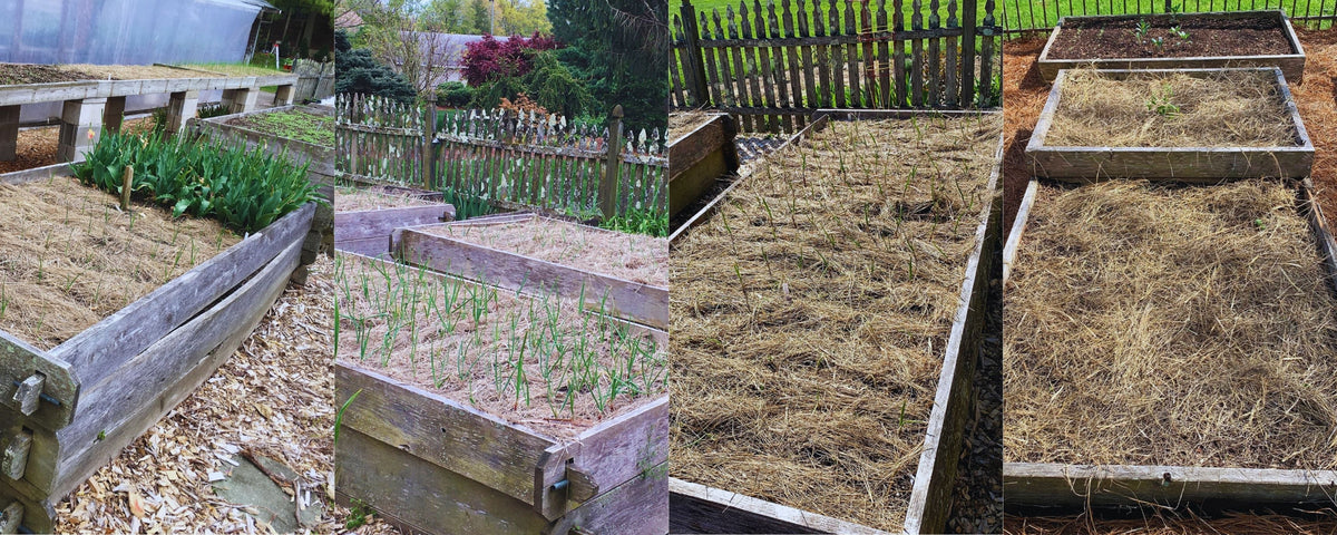 Salt Hay Mulch (Organic Mulch, No Weeds, Resists Rotting) – SaltHay.com